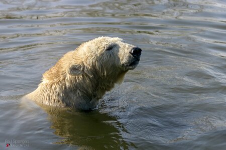 Polar bear bear zoo
