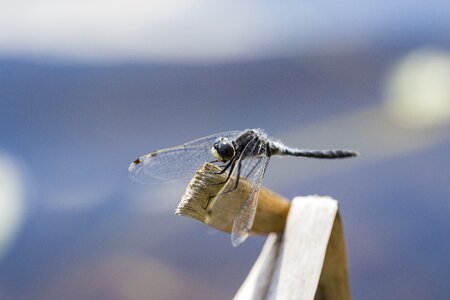 Insect bug wildlife photo