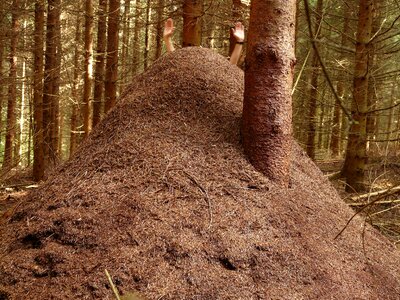Ants formica red wood ant