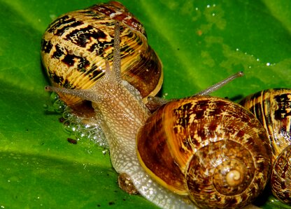 Animal food gastropod photo