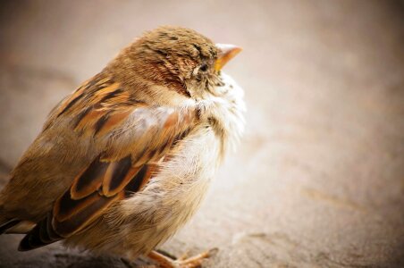 Sparrow wild wildlife photo