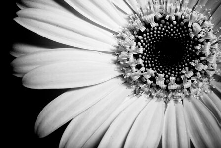 Beautiful beautiful flowers bloom