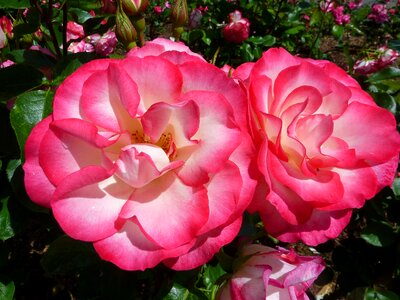 Flower macro pink photo