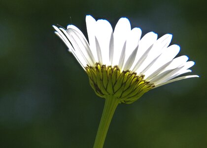 Bloom flora detail
