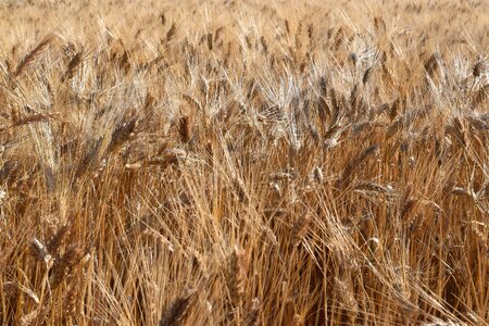 Agriculture brown cereal