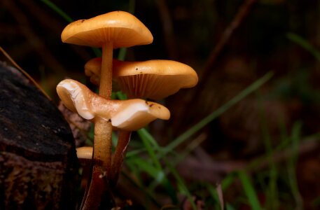 Beautiful Photo detail fungi photo