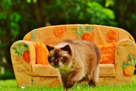 British shorthair thoroughbred fur