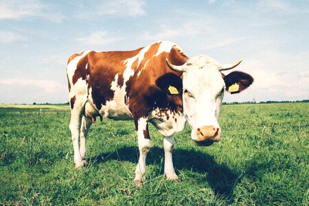 Agriculture animal animals photo