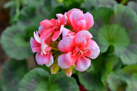 Geranium horticulture petal photo