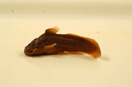 Noturus gyrinus-1