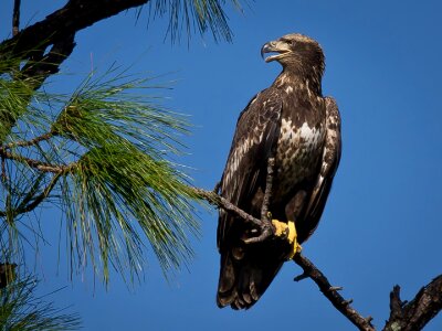 Perched nature wildlife