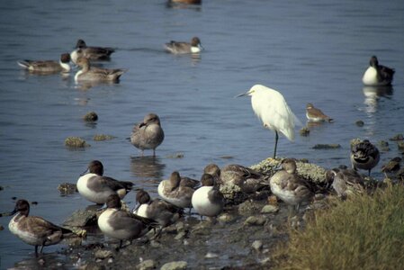 Bird shoreline photo