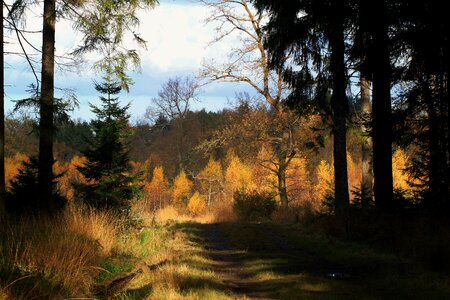 Fall foliage trees nature
