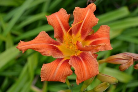 Close-up tiger day lily garden photo