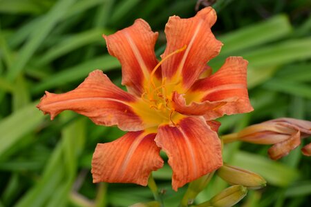 Close-up tiger day lily garden