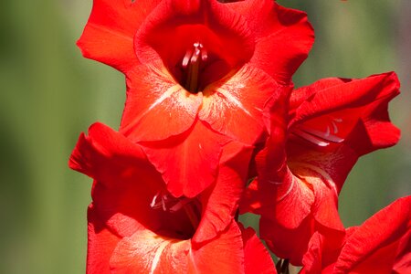 Red green bloom photo