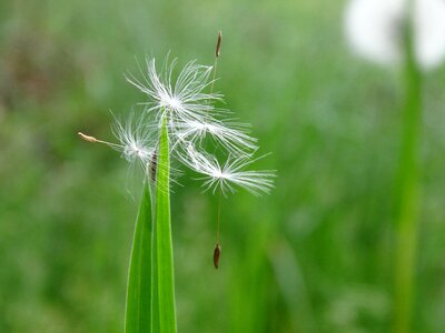 Seed nature green photo