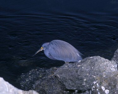 Bird close egret