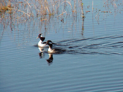 Buffleheads photo