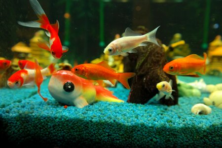 Karpfenfisch cyprinidae aquarium photo