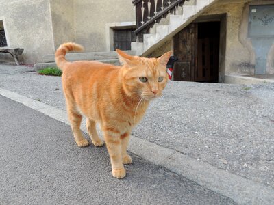 Cat animal Free photos