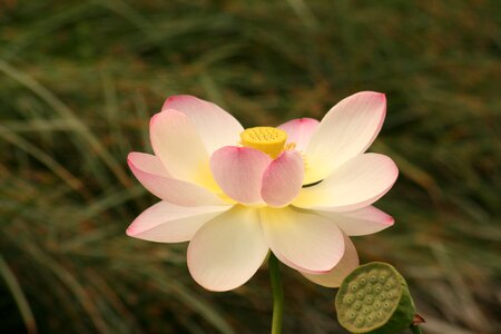 Aquatic plant nature nuphar