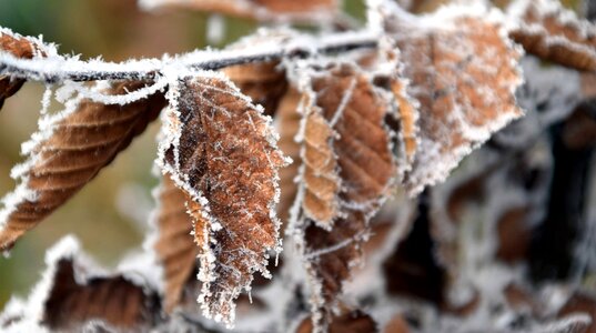 Cold frozen landscape