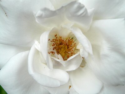 Petals fragrant flowers close up photo