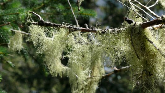 Lichens tree forest