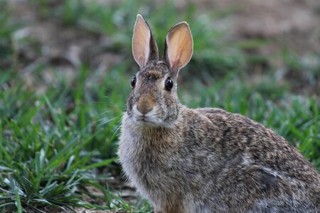 Fur bunny easter photo