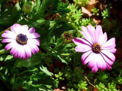 Blurry flowers pistil