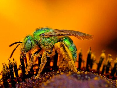 Bug macro photograph