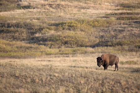 Bison bull in landscape-2