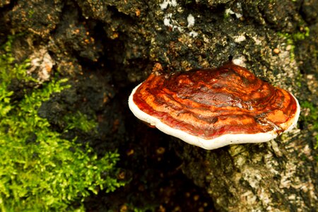 Fungi fungus mushroom photo