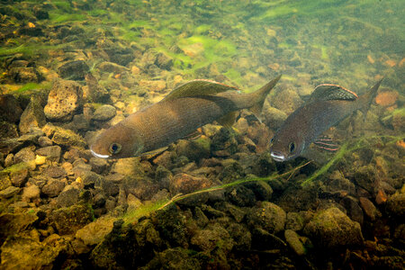 Arctic grayling-2