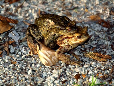 Animal pairing nature