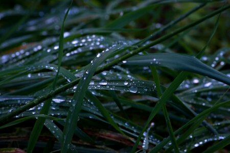 Aquatic dark green dawn photo