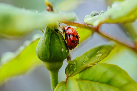 Arthropod ladybug plant