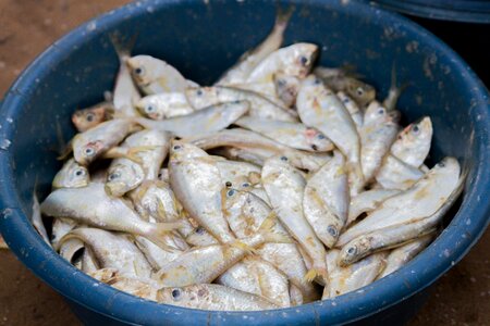Fresh fish animal cooking photo