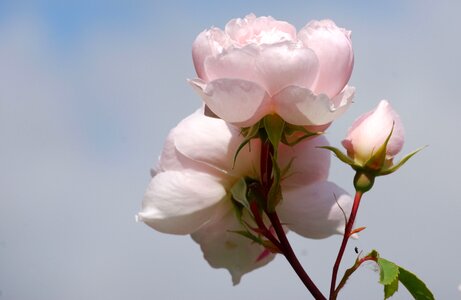 Pink flora bud photo