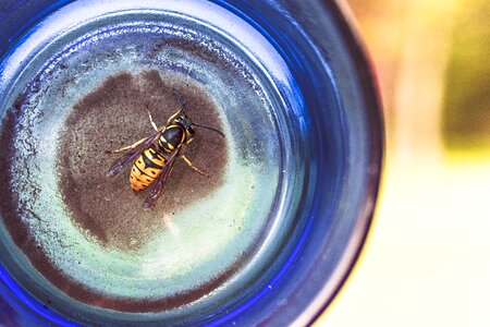 Glass bottle animal bee