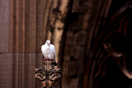 Cathedral top roof