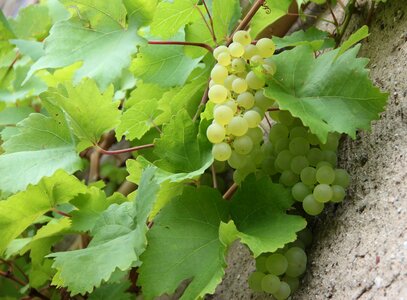 Nature fruit green