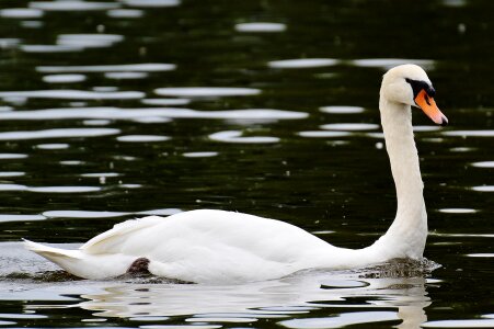 Water bird poultry bill photo