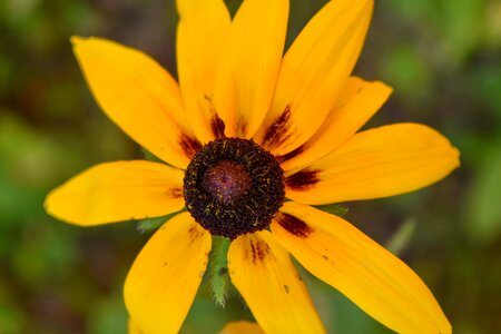 Bright pistil yellowish photo