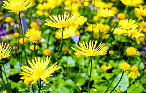 Agriculture beautiful flowers bloom