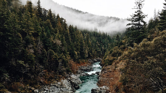 Forest and stream and trees with fog in California photo