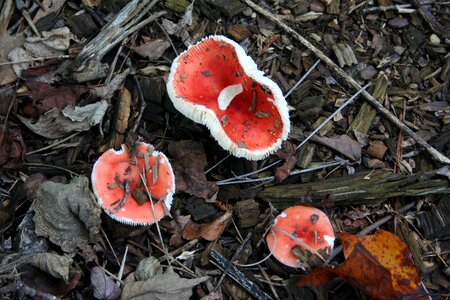 Toxic fungus forest photo