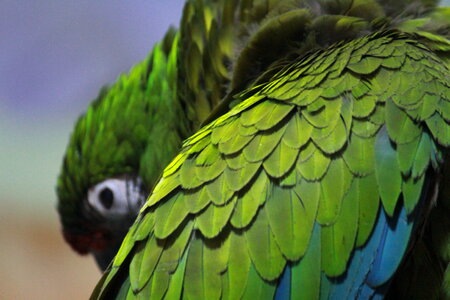 Parrot Green Macaw Bird