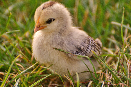 Young Chick Cute photo